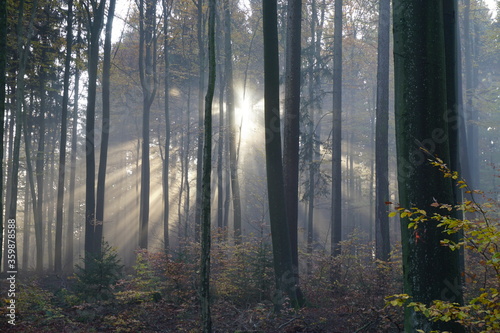 Odenwald im Herbstkleid