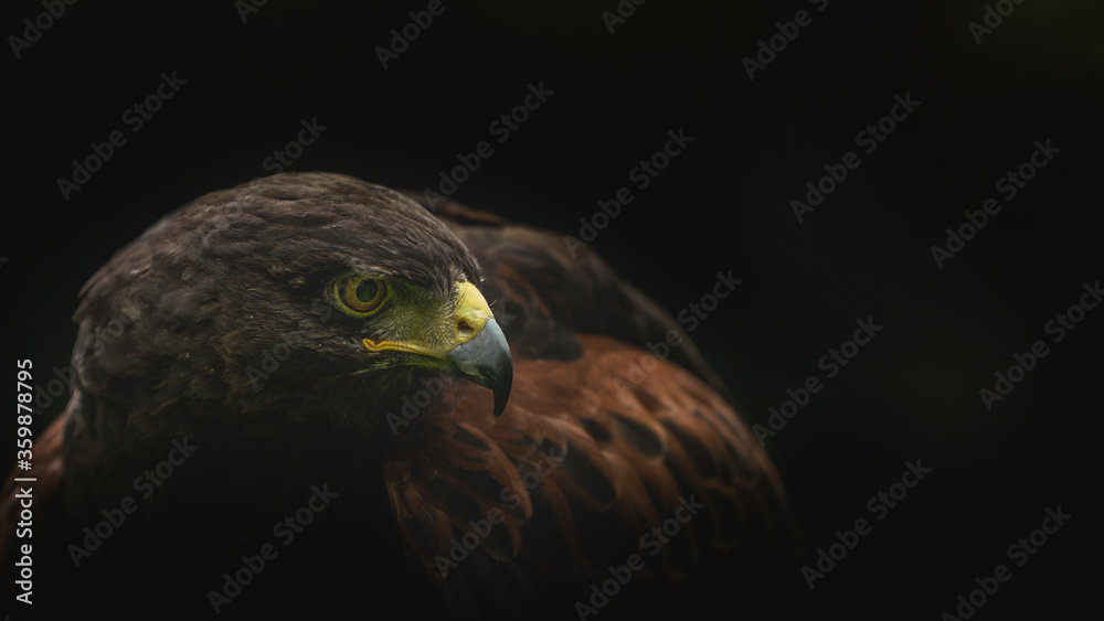 Adule Male Harris Hawk (Parabuteo unicinctus) close up showing beak and eye Adule Male Harris Hawk (Parabuteo unicinctus) close up showing beak and eye