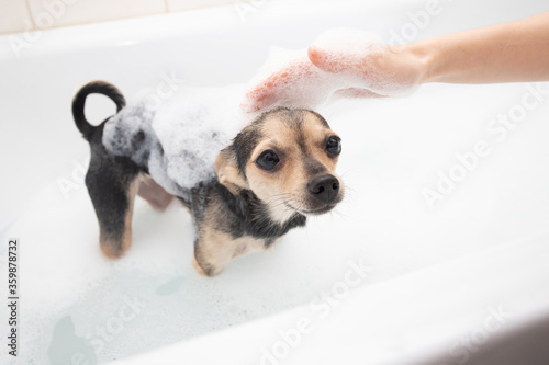 Hygiene and cleanliness of the dog. Female hand bathes a puppy pet in the bathtub with foam © yta