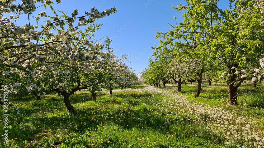 Blooming Apple Orchard in Spring