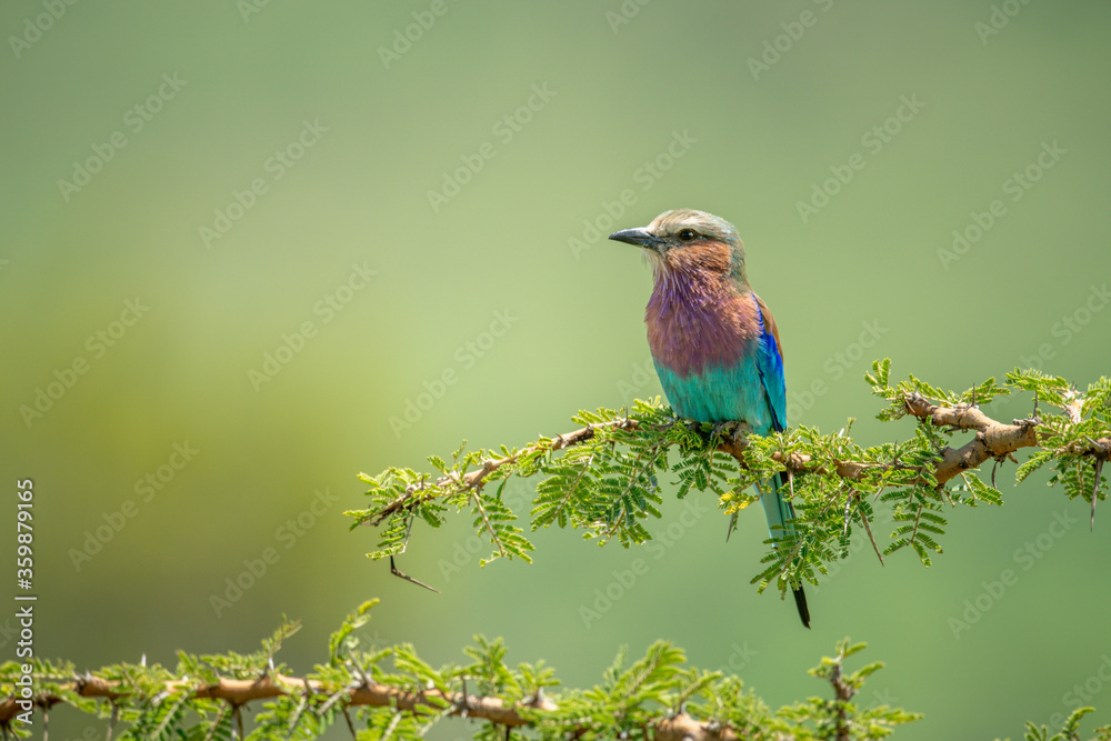 Fototapeta premium Lilac-breasted roller perches on thornbush in sunshine