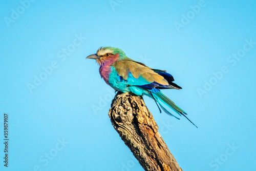 Lilac-breasted roller on stump under perfect sky