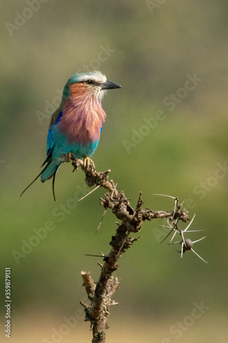 Lilac-breasted roller on thorny branch in sunshine