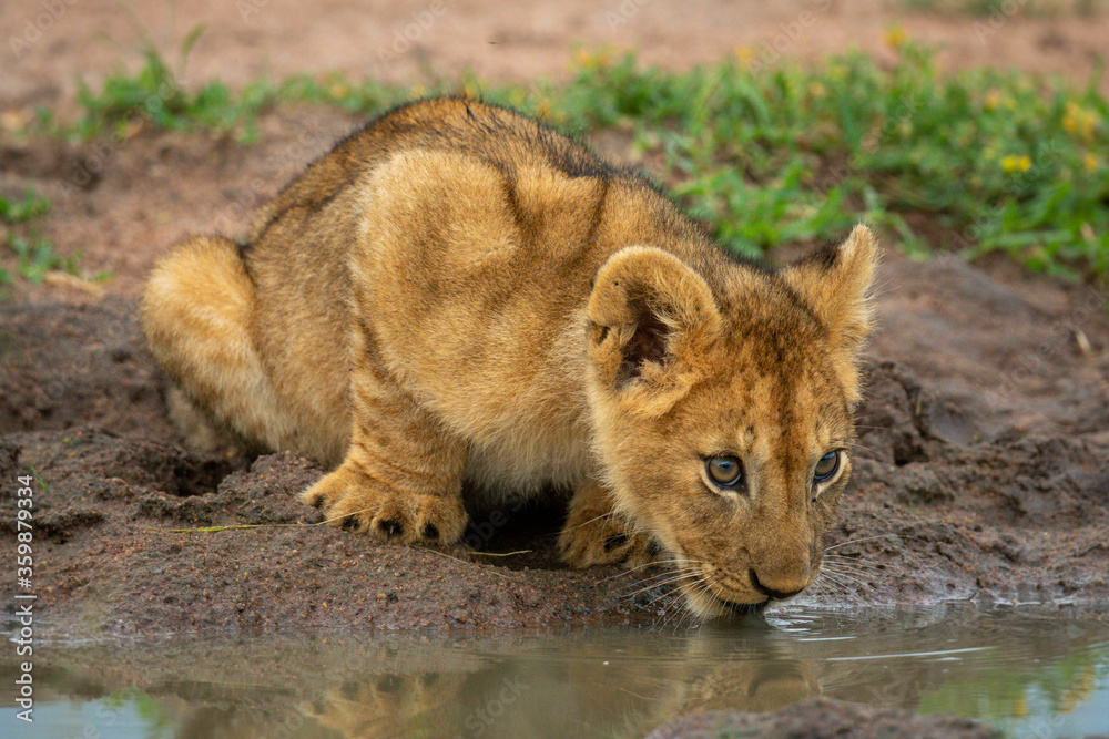 Lion cub lies drinking at water hole Lion cub lies drinking at water hole