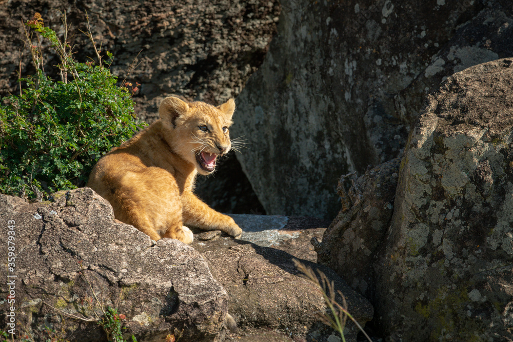 Lion cub lies growling on sunlit rock Lion cub lies growling on sunlit rock