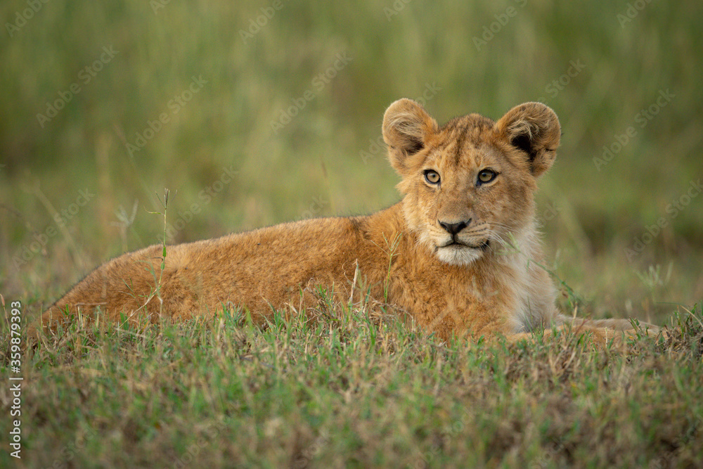 Lion cub lies on grass turning head Lion cub lies on grass turning head