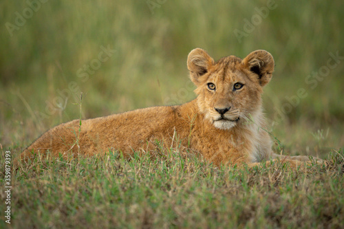 Lion cub lies on grass turning head