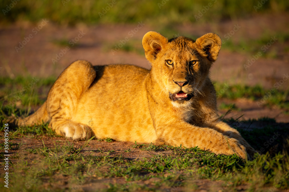 Lion cub lying on grass at dawn Lion cub lying on grass at dawn