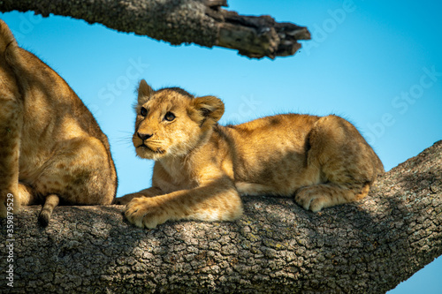 Lion cub lying on branch looking up