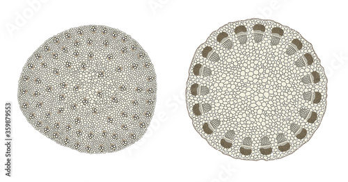 Plant Stem comparison on monocot (left) and dicot (right) photo