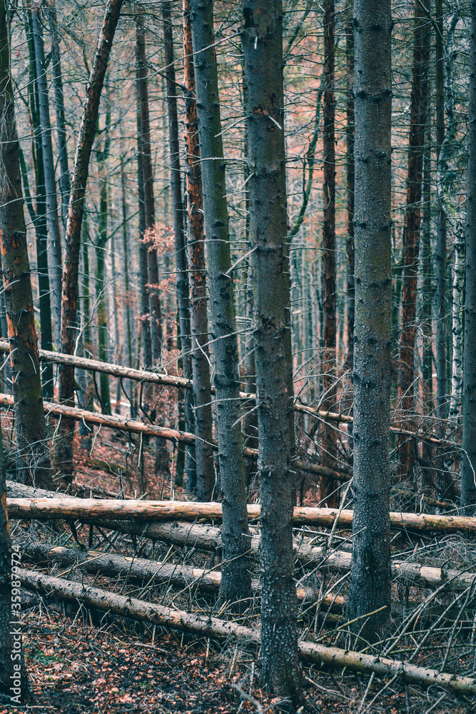 Waldsterben, Fichtensterben, Klimawandel Waldsterben, Fichtensterben, Klimawandel
