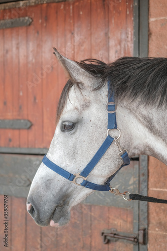 Portrait of Dapple gray horse. Head of beautiful purebred horse in the stable doors. © Olga