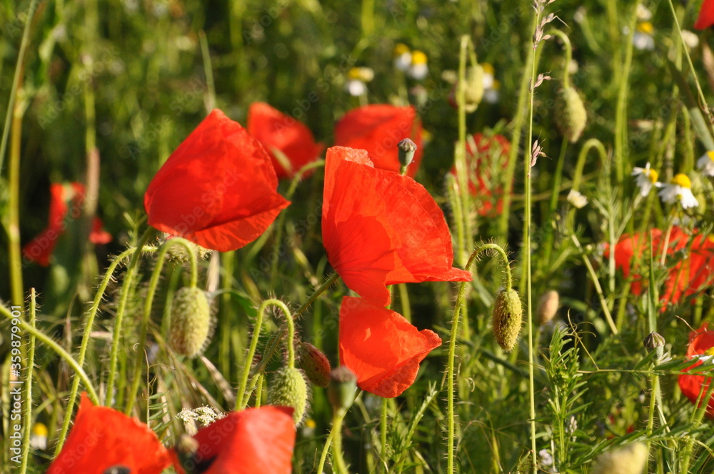 Naklejka premium Klatschmohn auf einer Wiese