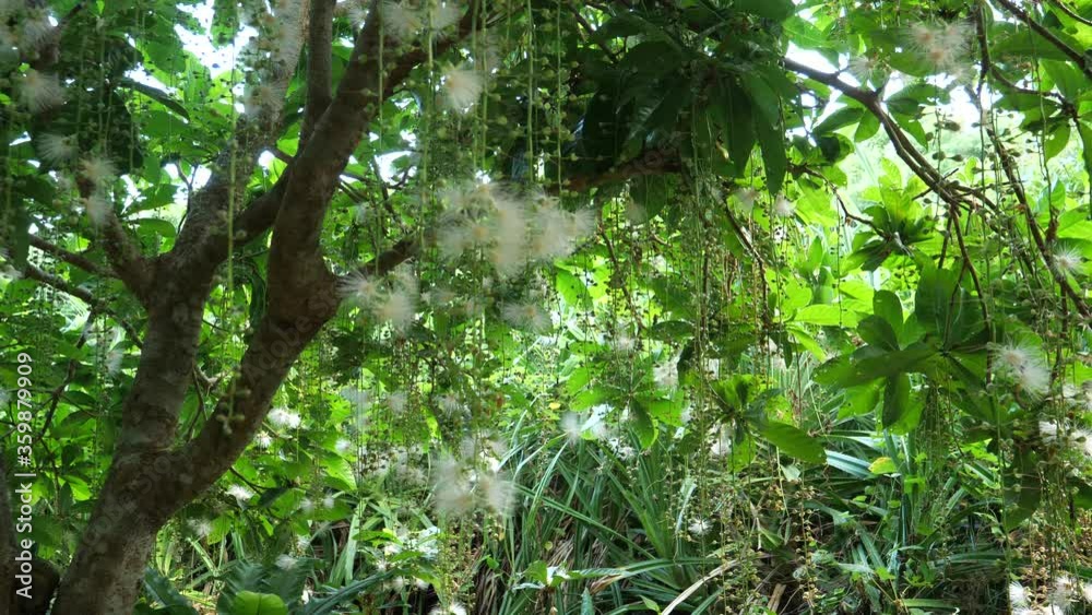 Okinawa,Japan-June 20, 2020: Falling flowers of Barringtonia racemosa or powder-puff tree in the morning at Miyakojima island in Okinawa, Japan
Okinawa,Japan-June 20, 2020: Falling flowers of Barringtonia racemosa or powder-puff tree in the morning at Miyakojima island in Okinawa, Japan
