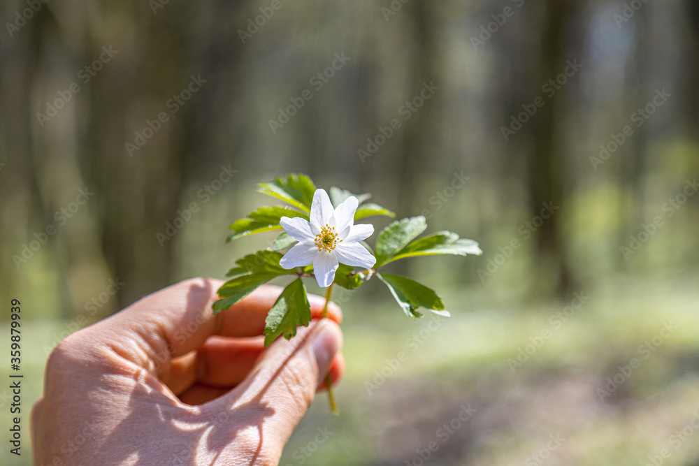 White flower in the forest during early springtime. Closeup on a hand holding an Anemone flower in front of vivid lush foliage landscape.