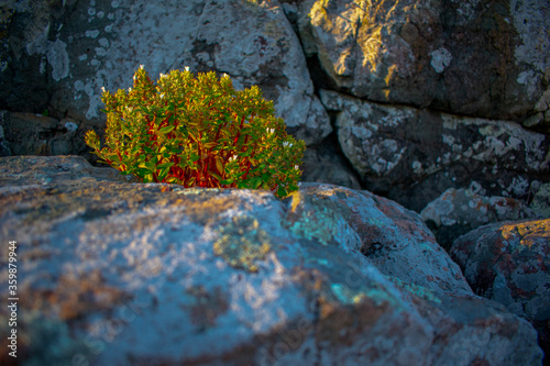 small tree lighted in the evening click by me photo