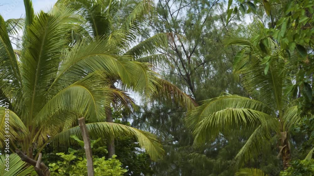 Beautiful coconut leafs sway gently in the ocean breeze on tropical Fiji Island Beautiful coconut leafs sway gently in the ocean breeze on tropical Fiji Island
