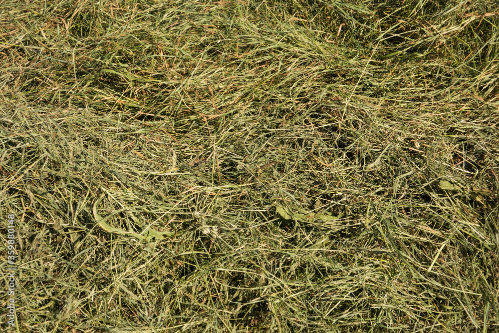 Background of hay, just mawn drying grass