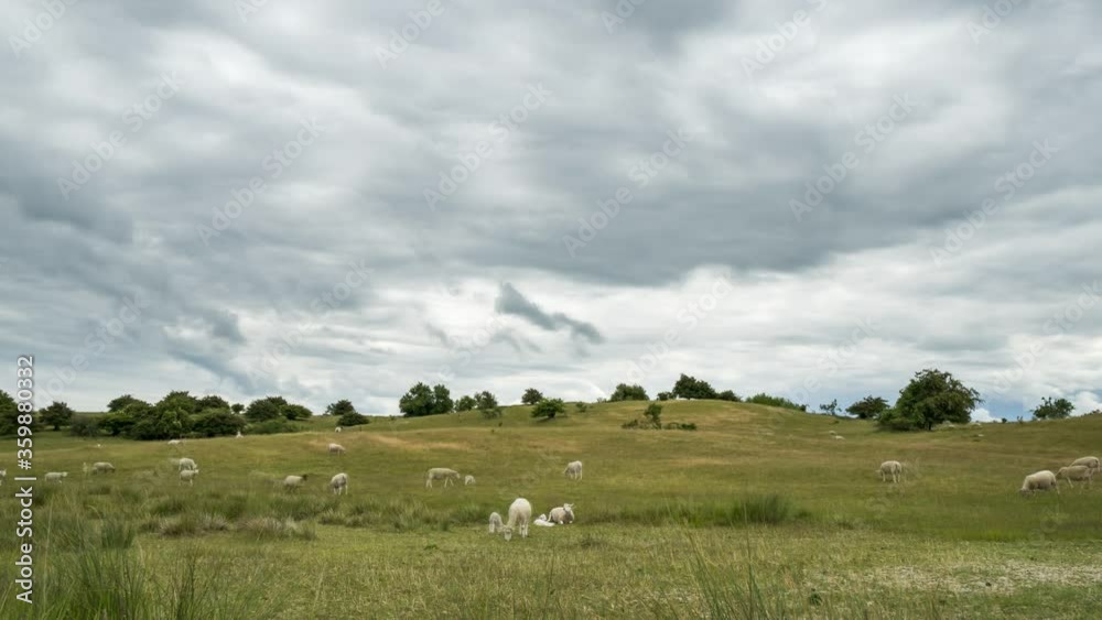 Time lapse of sheep grazing on a beautiful hilly grass landscape on a cloudy day
Time lapse of sheep grazing on a beautiful hilly grass landscape on a cloudy day