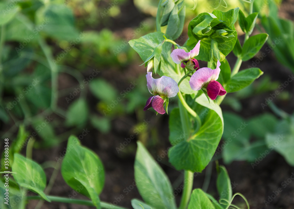 young pea plant with flowers and pods 3