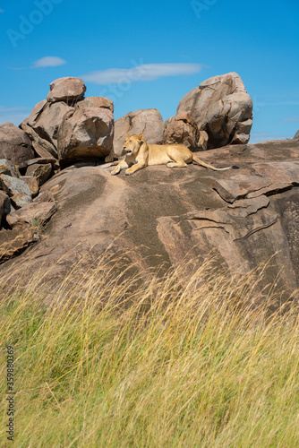 Lioness lies on rocky outcrop in savannah