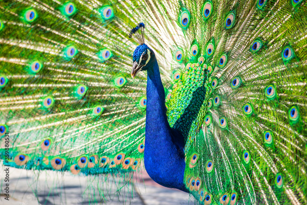 Obraz premium Pavo Real