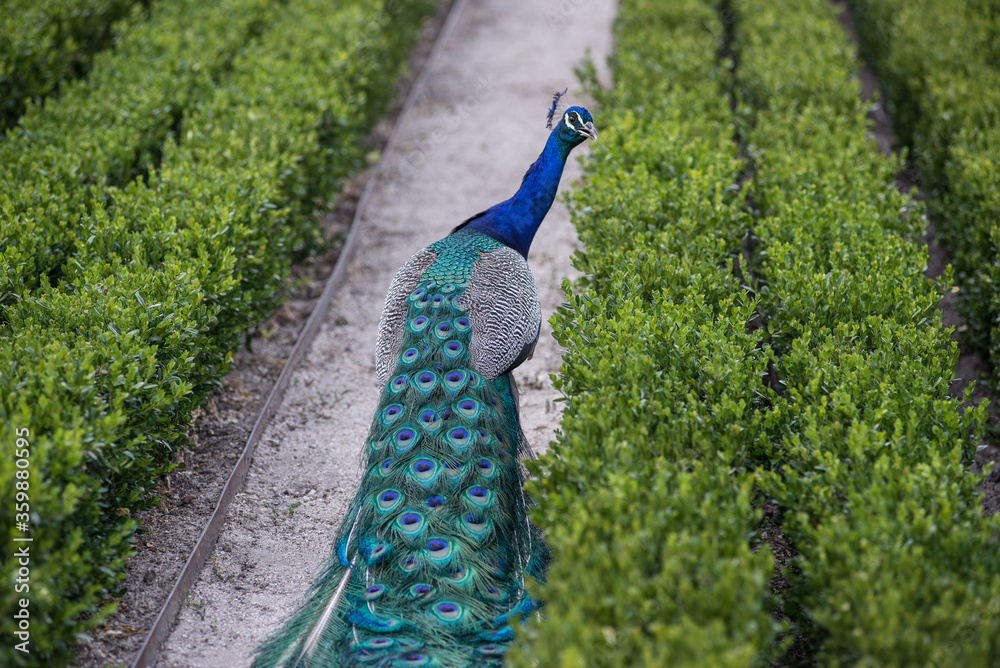 Obraz premium Pavo Real