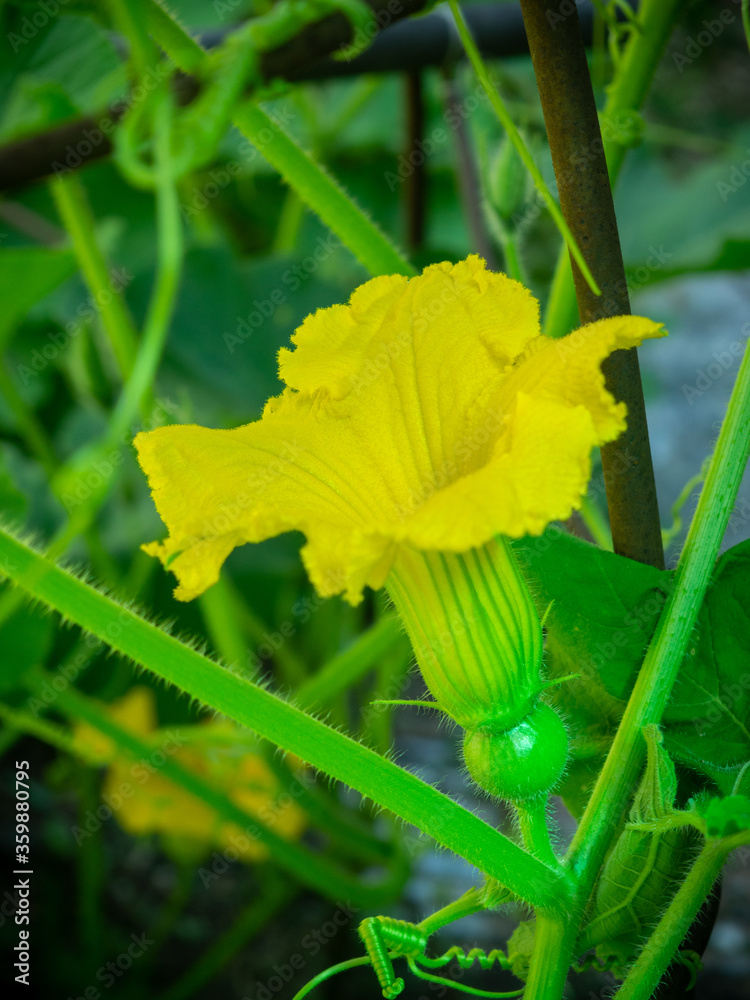 Pumpkin flower Pumpkin flower