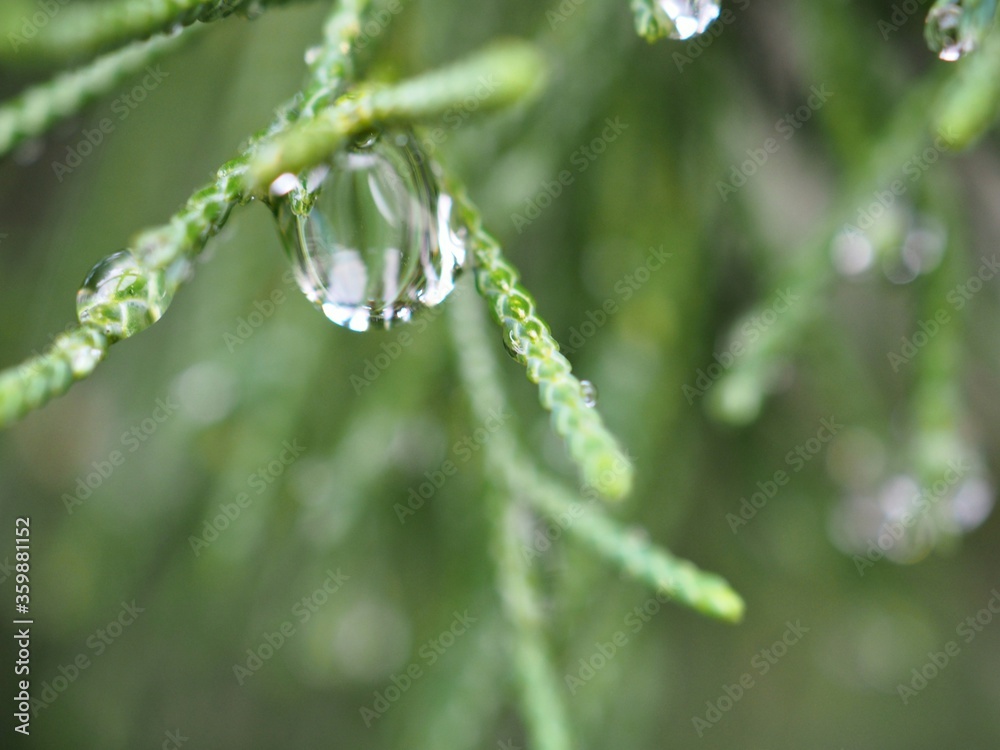Closeup water drops on green leaf with blurred background ,macro image ,dew on nature leaves , droplets in forest ,yellow flower with drops of water, soft focus for card design Closeup water drops on green leaf with blurred background ,macro image ,dew on nature leaves , droplets in forest ,yellow flower with drops of water, soft focus for card design