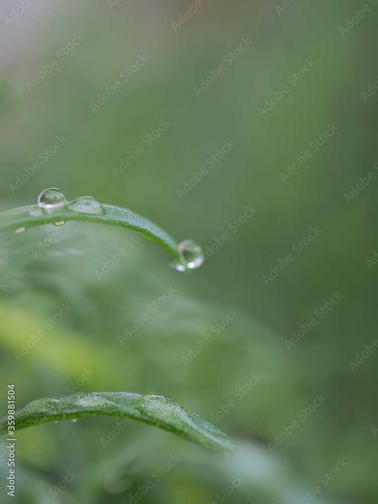 Closeup water drops on green leaf with blurred background ,macro image ,dew on nature leaves , droplets in forest ,yellow flower with drops of water, soft focus for card design Closeup water drops on green leaf with blurred background ,macro image ,dew on nature leaves , droplets in forest ,yellow flower with drops of water, soft focus for card design