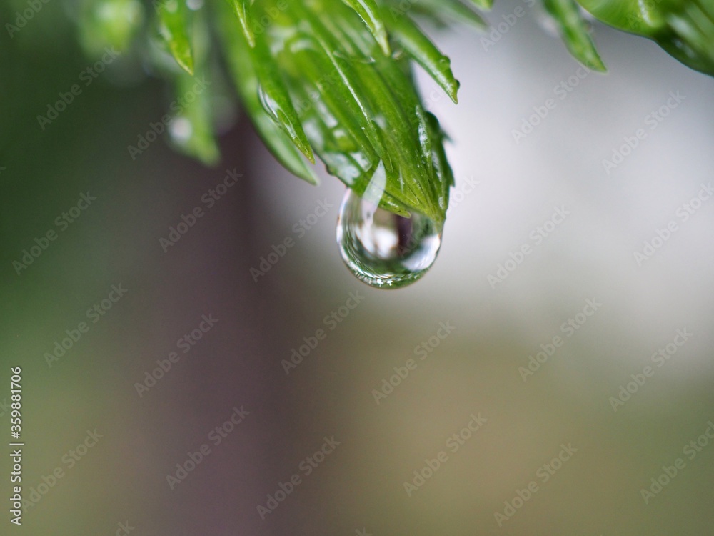 Closeup drops of water on green leaf of plant with blurred background ,soft focus, macro image, dew on pine leaves in nature for card design Closeup drops of water on green leaf of plant with blurred background ,soft focus, macro image, dew on pine leaves in nature for card design