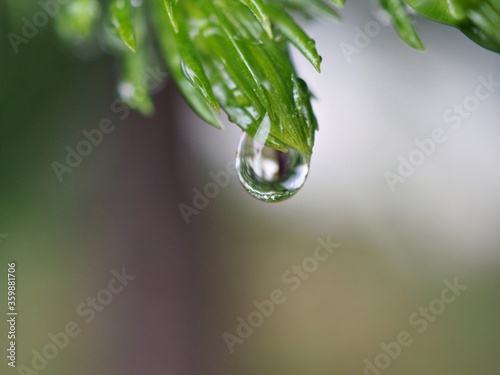 Closeup drops of water on green leaf of plant with blurred background ,soft focus, macro image, dew on pine leaves in nature for card design