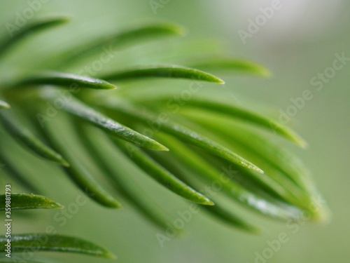 Closeup green leaf of plant with blurred background  soft focus  macro image   pine leaves in nature for card design