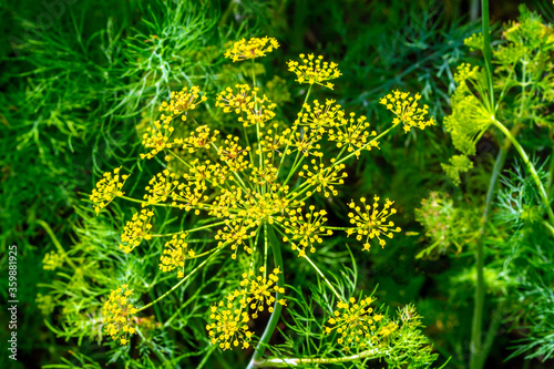 Schilderij op canvas Branches of flowering dill