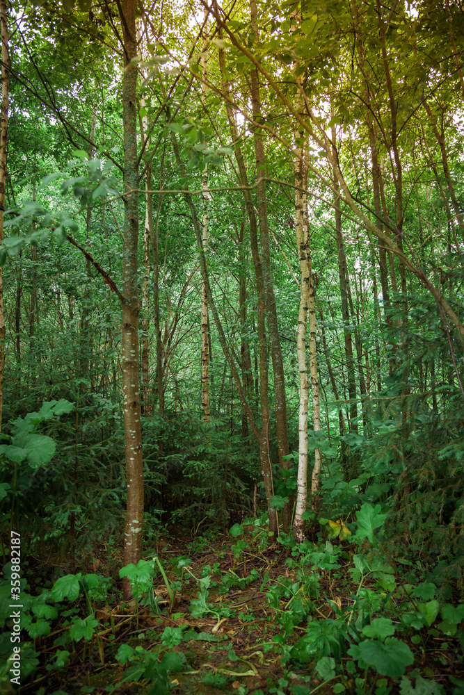Fototapeta premium Dense forest with young thin trees.