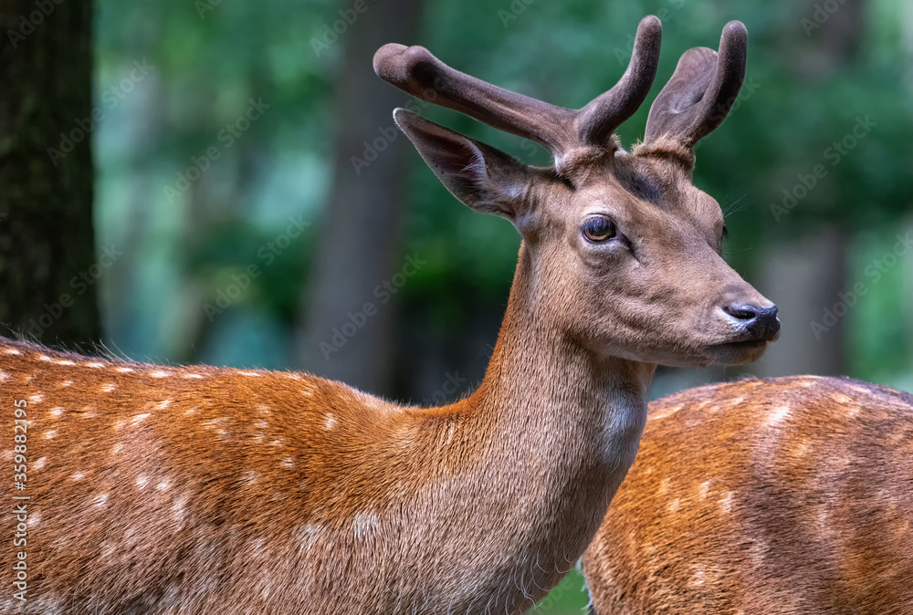 Porträt eines jungen Damhirschen im Wald Porträt eines jungen Damhirschen im Wald