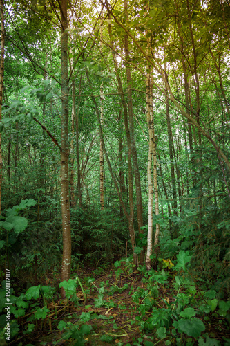 Dense forest with young thin trees. © Andrey Frolov