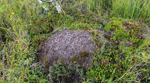 Ant mounds of the formica lugubris in the arctic tundra, northern Sweden