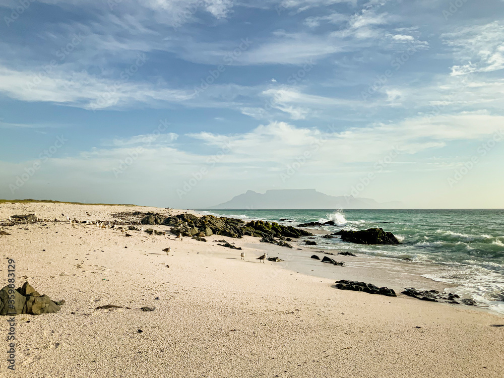 View of sand beach, seagul and table mountian in background, Cape town 