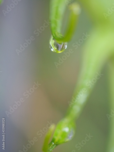 Closeup water drops on fern leaf plants ,dew on green grass, droplets on nature leaves with blurred background , macro image , soft focus for card design © Suganya