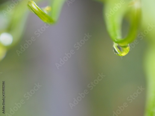 Closeup water drops on fern leaf plants  ,dew on green grass, droplets on nature leaves with blurred background , macro image , soft focus for card design © Suganya