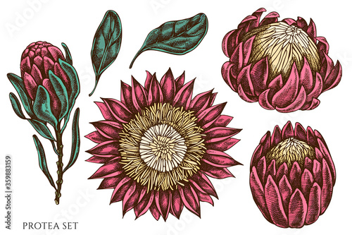 Vector set of hand drawn colored protea