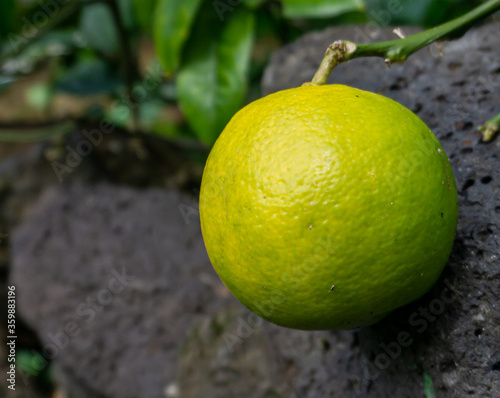 A Singular Lime By A Brick Wall
