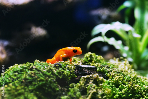 small tiny orange dart frog in wet natural environment