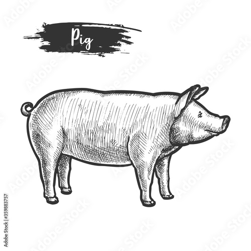 Vintage sketch of pig or pork animal.Piggy, piglet