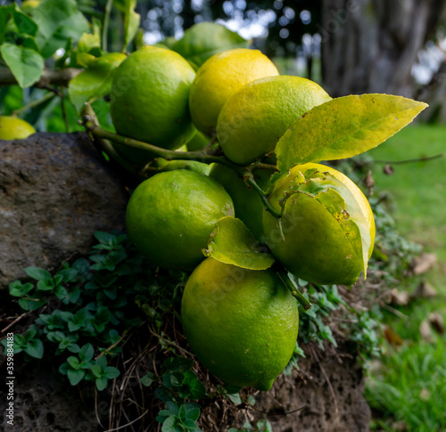 A Bunch Of Limes