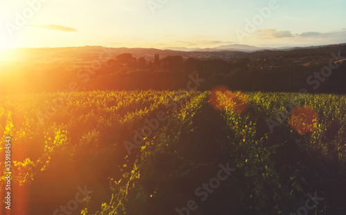 Aerial view of beautiful rows of vineyards in picturesque valley at sunset of golden sun. Growing grapes for wine production in homestead entrepreneur in Tuscany. Favorable climate in wine region