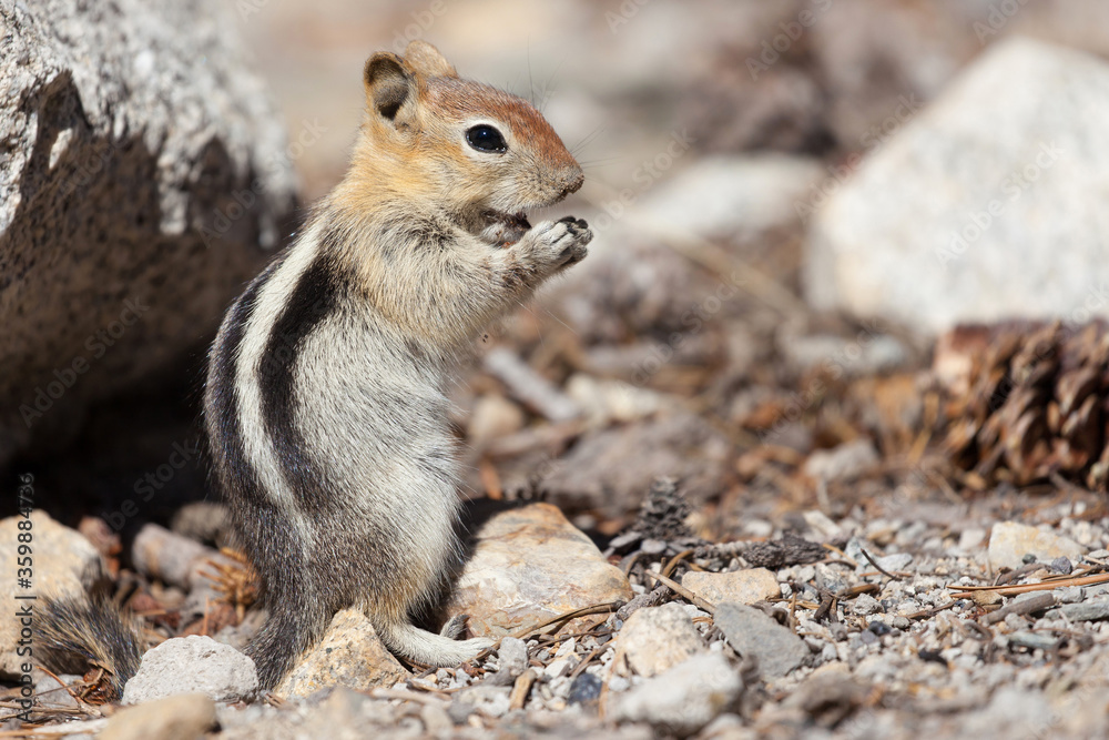 Naklejka premium Chipmunk Standing Up