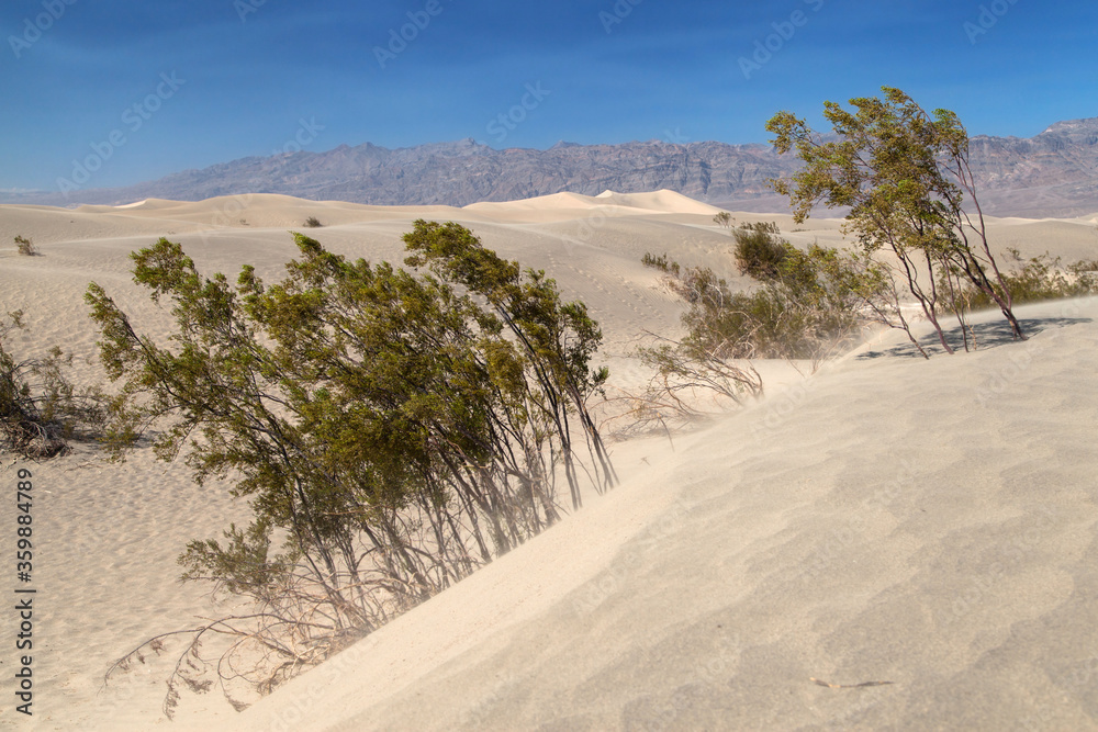 Bushes Growing in the Mesquite Flat Sand Dunes