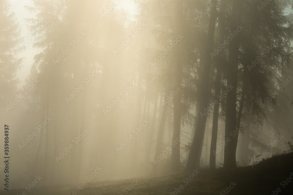 Foggy forrest in Mountains with a great atmosphere